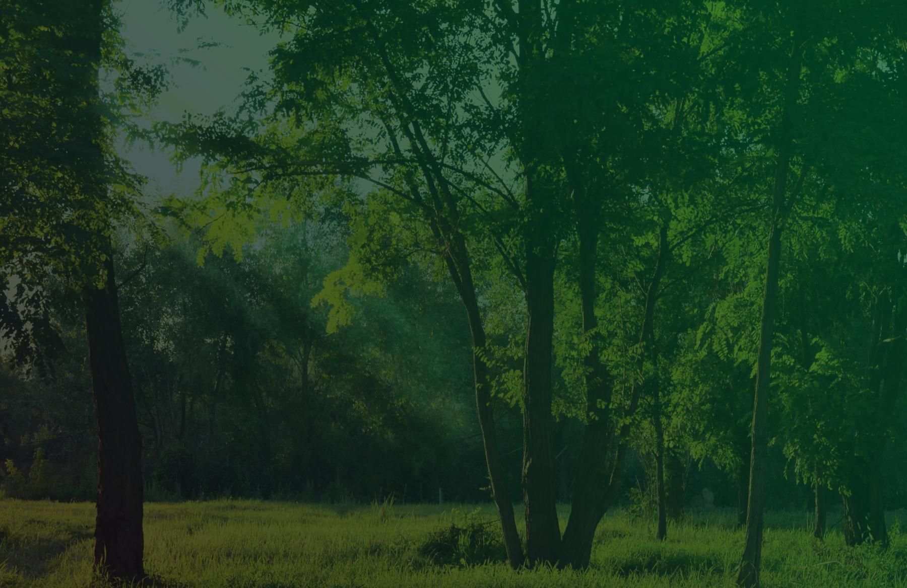 Lush green forest representing sustainability and environmental consciousness